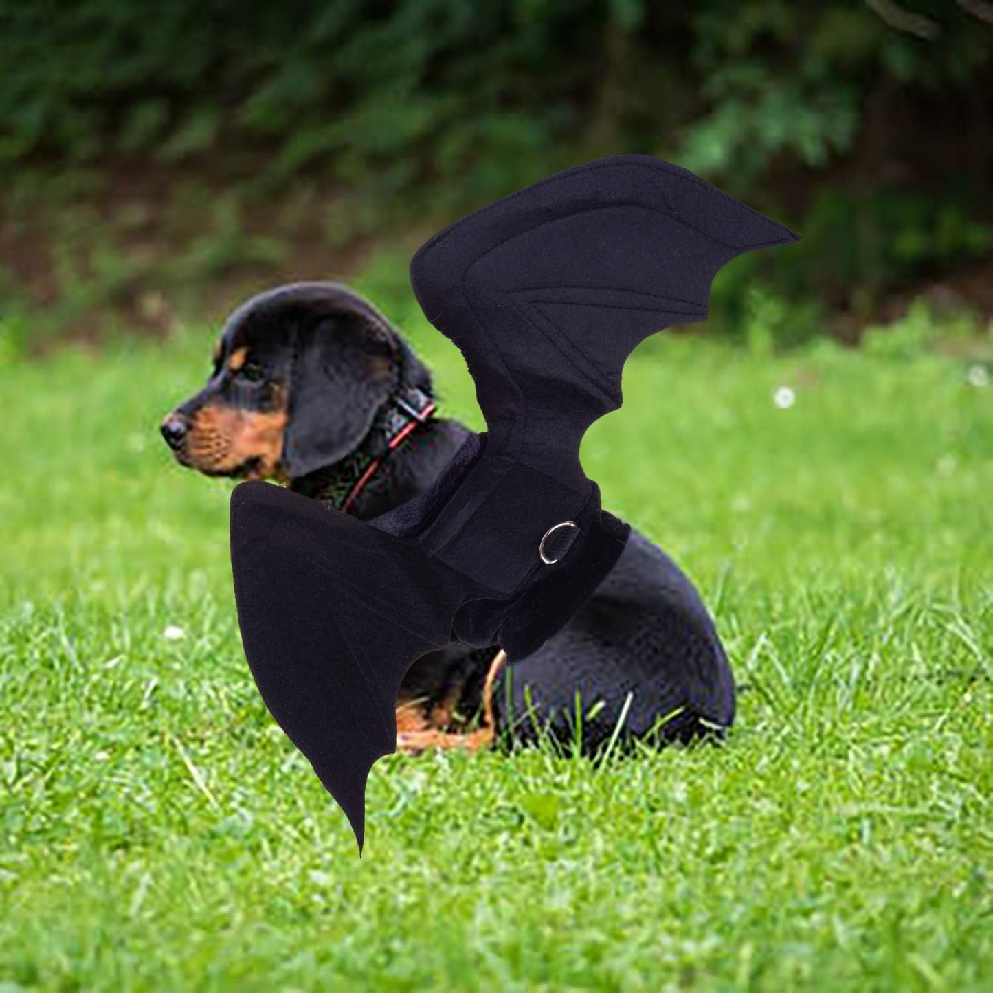 Pet Bat Wings for Dogs, Pet Dog Costume, Bat Wings Pet Christmas Halloween Costumes